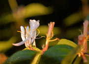 Macro flowers